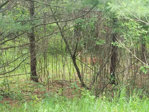 Lot 19 Huntington Circle, Gladwin MI 48624 photo 2