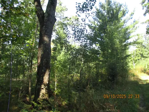 00 Firelane Trail, Lake George MI 48633 photo 5