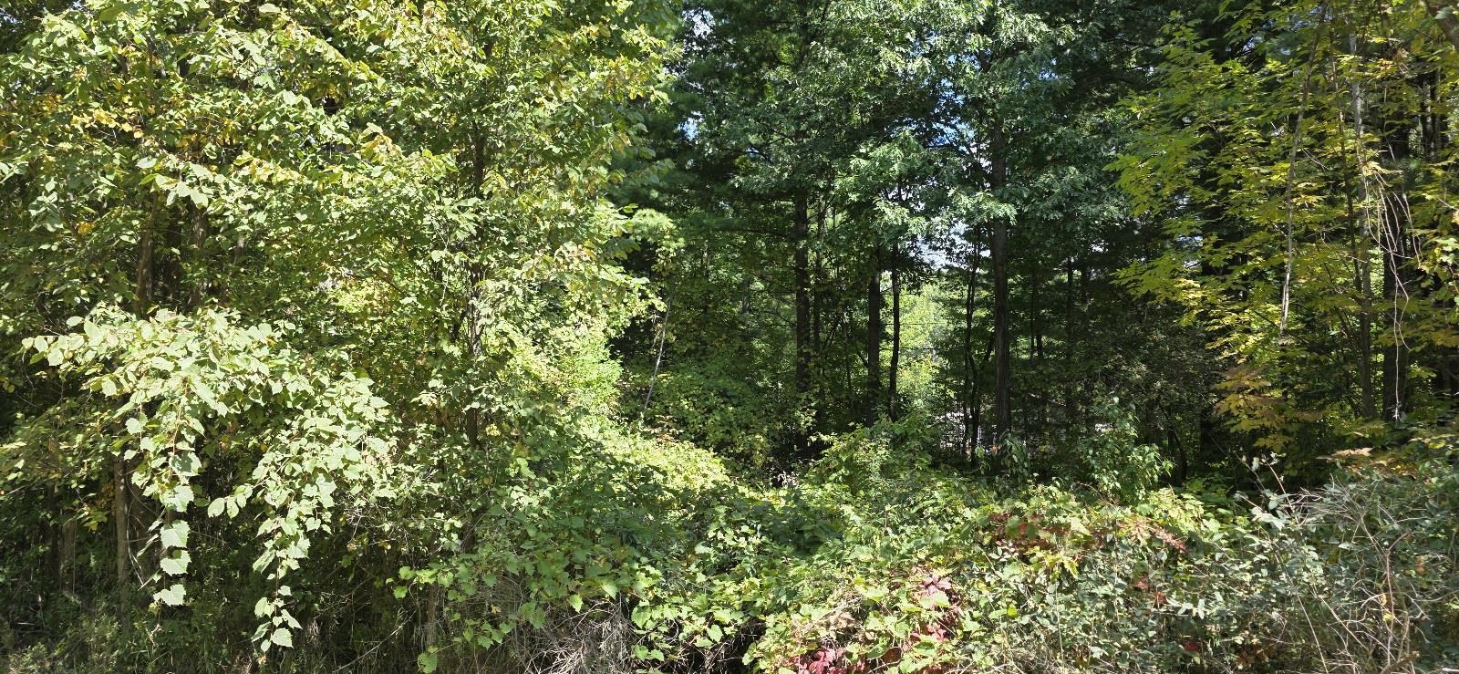 Lot 48 Blackberry Road, Gladwin MI 48624 photo 1