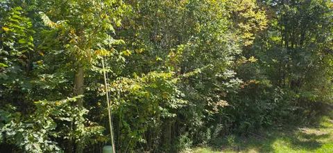 Lot 48 Blackberry Road, Gladwin MI 48624 photo 5