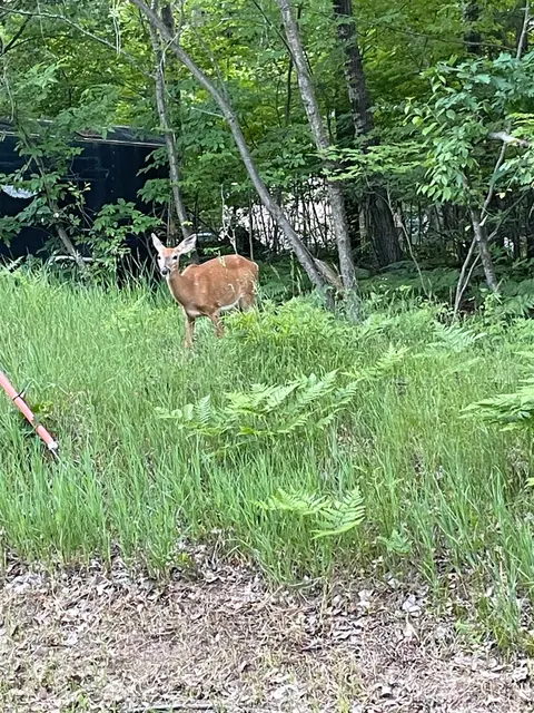 Whitetail Drive, Alger MI 48610 photo 4