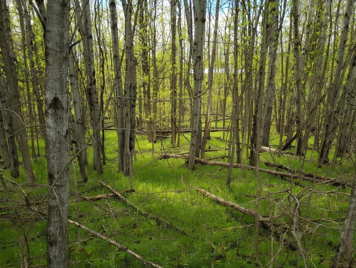 Lot 56 Linksview Way, Gladwin MI 48624 photo 1