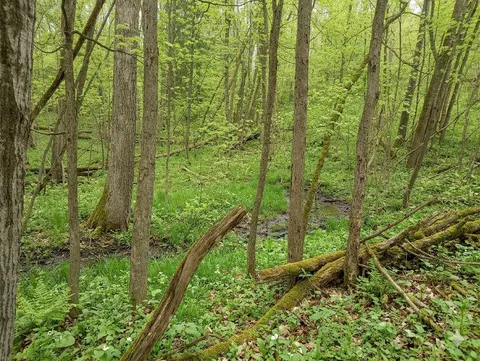 Lot 56 Linksview Way, Gladwin MI 48624 photo 3
