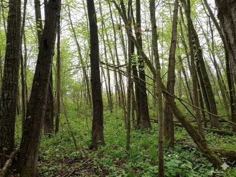 Lot 56 Linksview Way, Gladwin MI 48624 photo 4