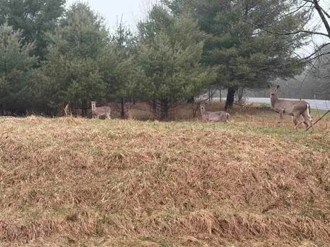 Track Iron Trail, Gladwin MI 48624 photo 3