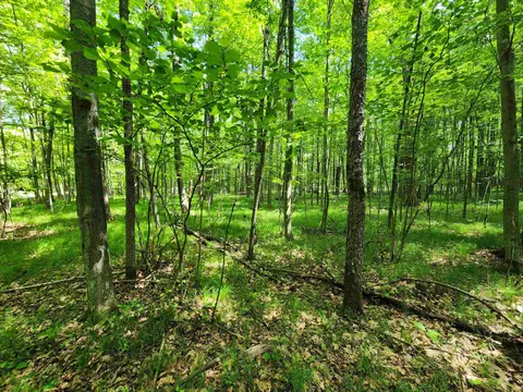 Lot 1118 White Birch Lane, Farwell MI 48622 photo 3