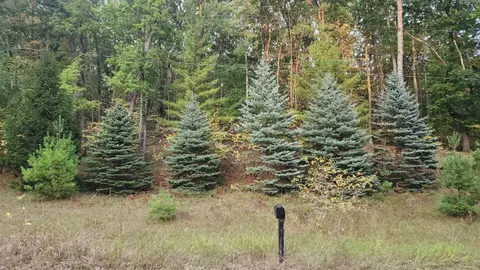 4809 White Birch Lane, Farwell MI 48622 photo 2