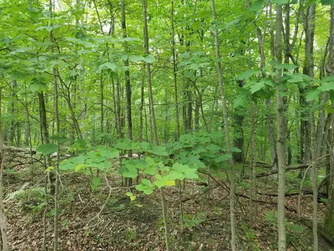 Lot 213 Maple Drive, Farwell MI 48622 photo 2