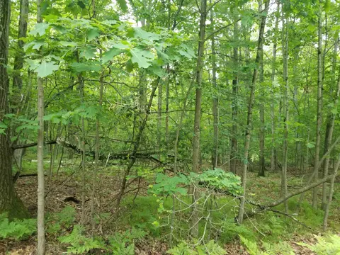 Lot 213 Maple Drive, Farwell MI 48622 photo 3