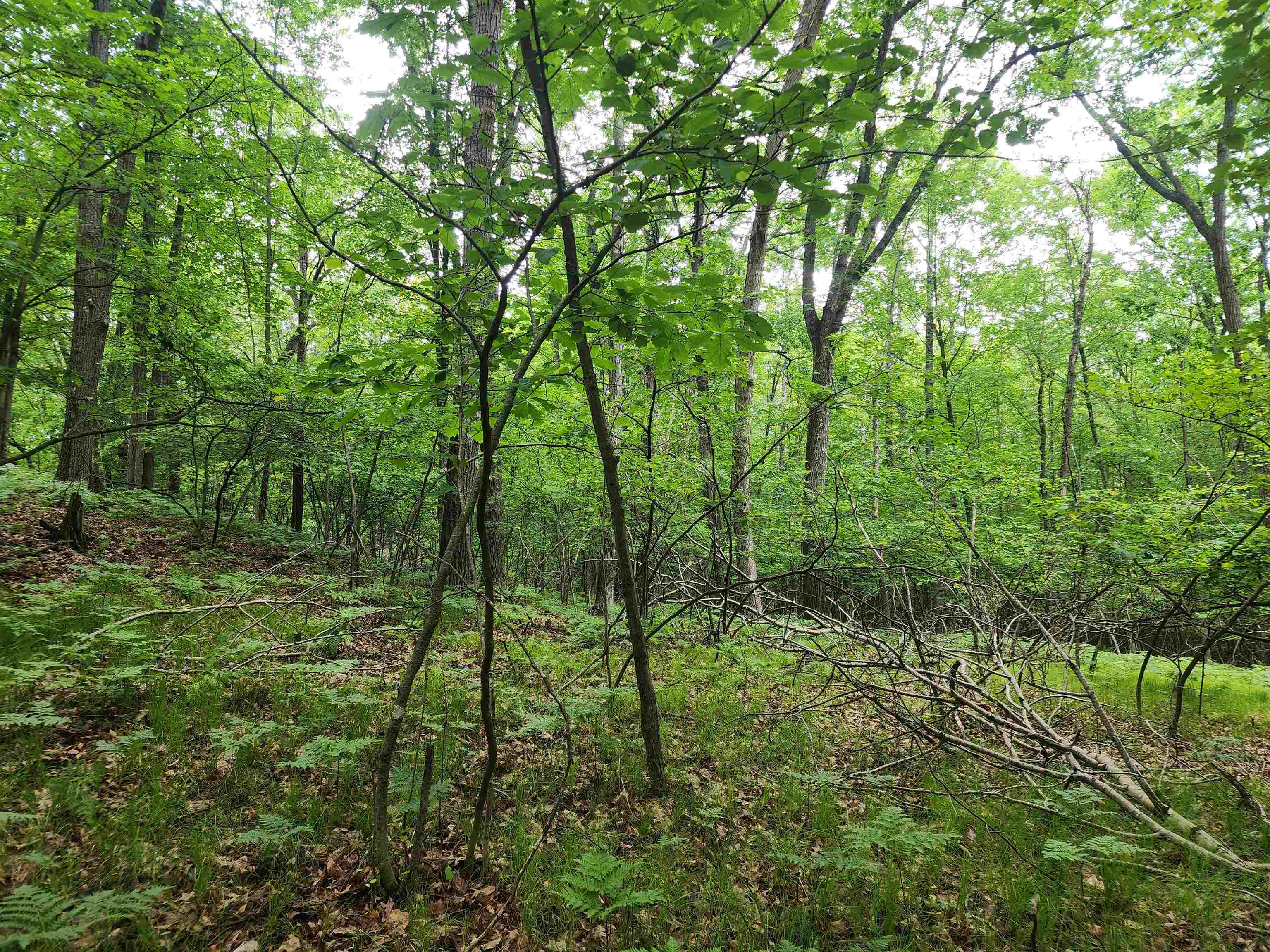 Lot 826 Hemlock Lane, Farwell MI 48622 photo 1