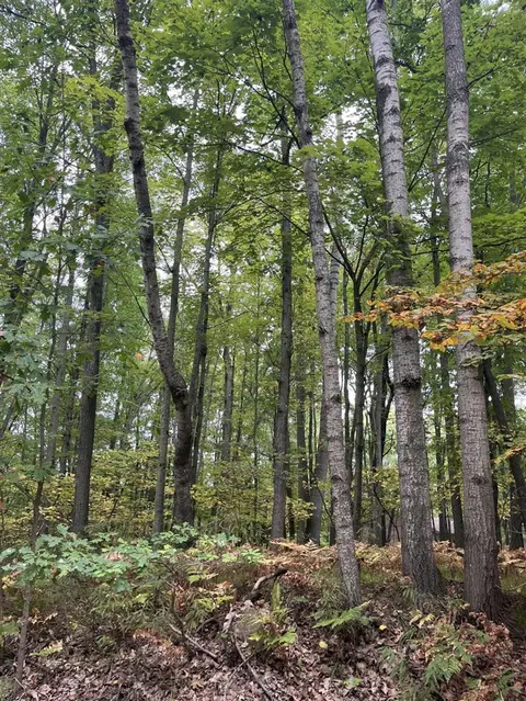 Lot 681 Elm Drive, Farwell MI 48622 photo 1