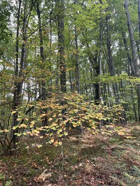 Lot 681 Elm Drive, Farwell MI 48622 photo 2
