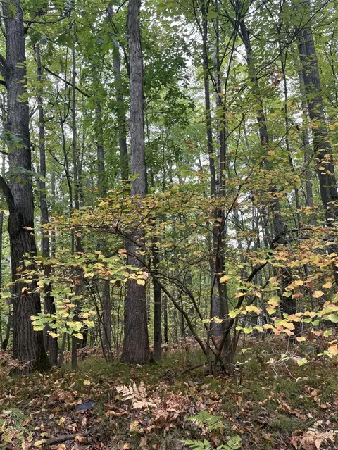 Lot 681 Elm Drive, Farwell MI 48622 photo 3