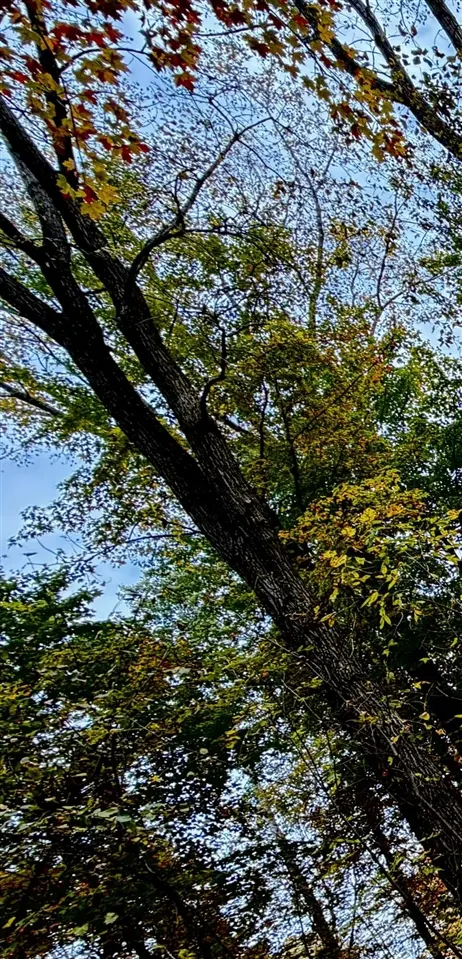 lot 302 Hilcrest/Helen Dr., Update MI 48744 photo 5