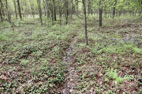 N Magruder Road, Coleman MI 48618 photo 4