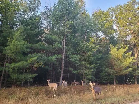 0 Buffalo Trail, Alger MI 48610 photo 1