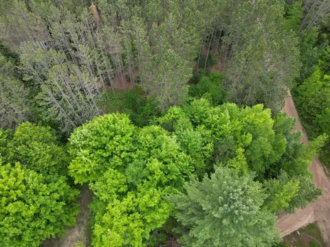 TBD Wintergreen, Farwell MI 48622 photo 3