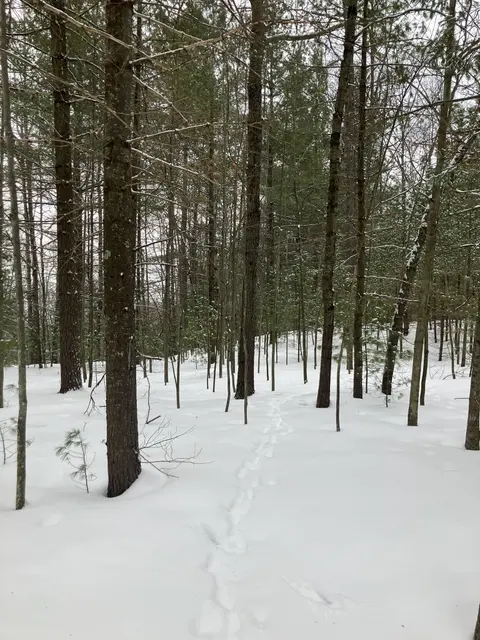 VL Wilderness Circle, Alger MI 48610 photo 5
