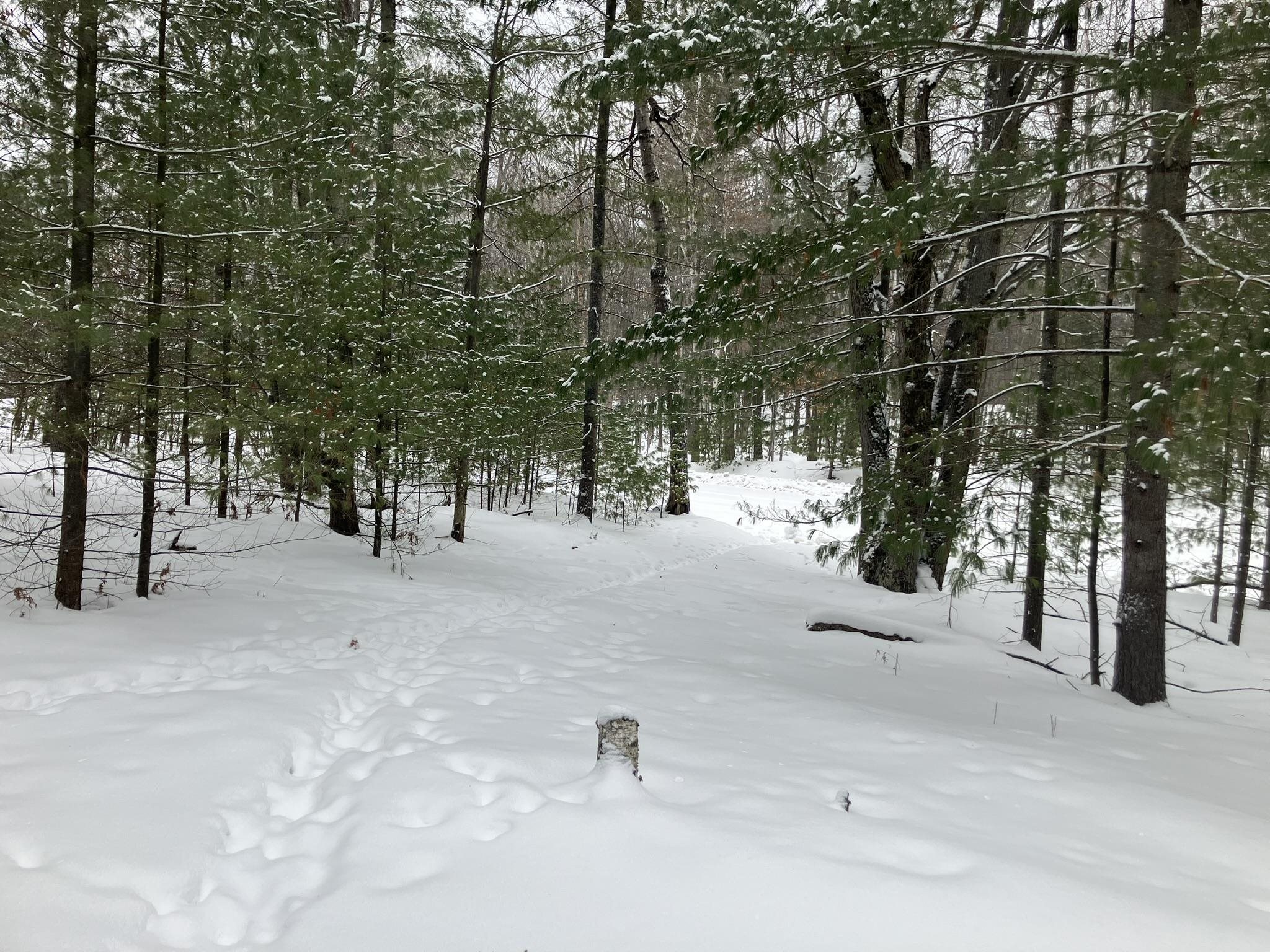 VL Wilderness Circle, Alger MI 48610 photo 1