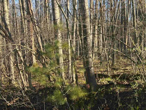 Lot 40 Squirrel Run, Farwell MI 48622 photo 4